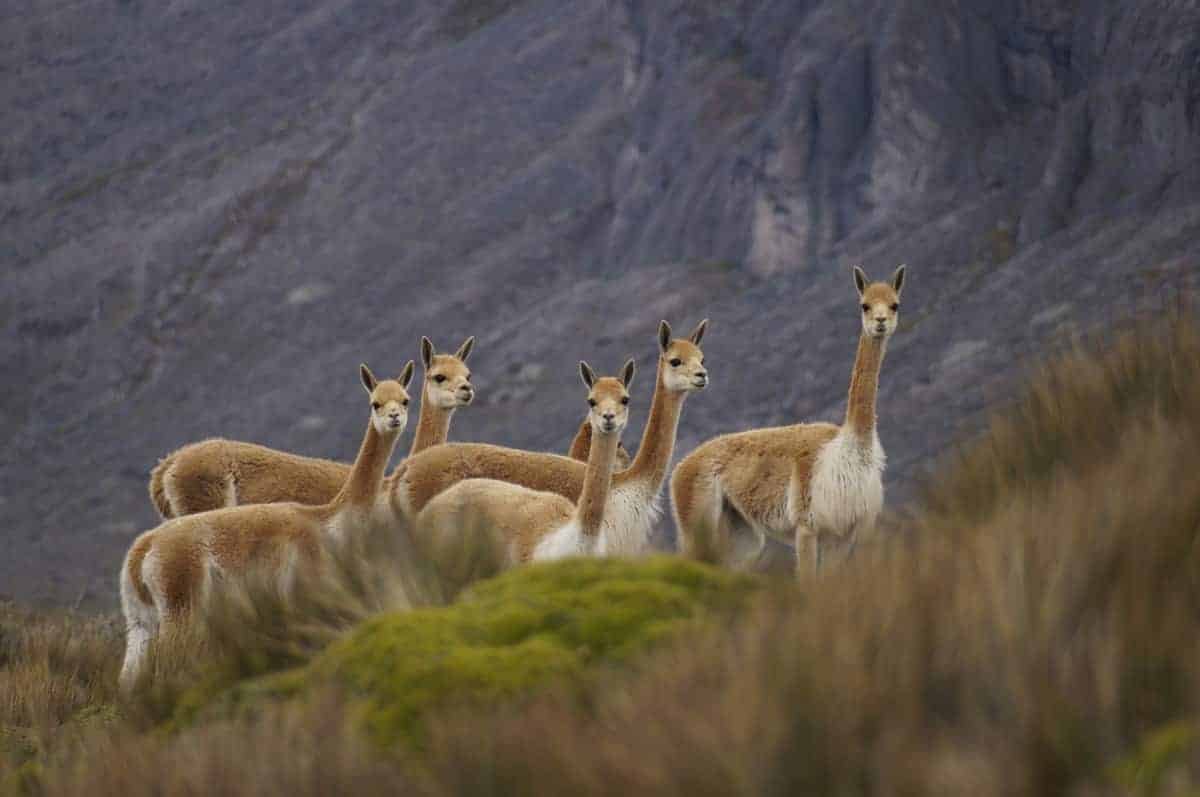 Excursion Chimborazo: