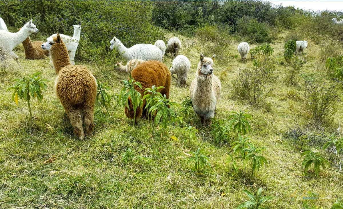 Excursion-Otavalo:
