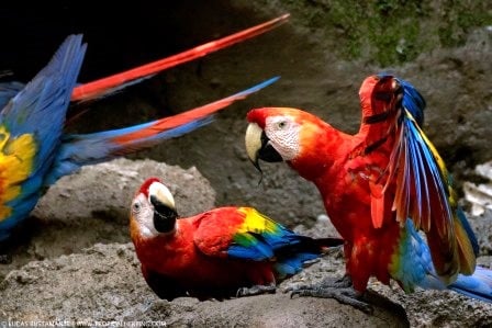Napo Wildlife Center - Amazon