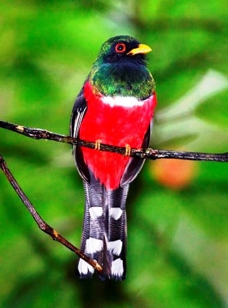 Sample Tours Birding Trip
