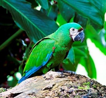 Sample Tours Birding Trip