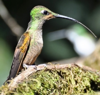 Sample Tours Birding Trip