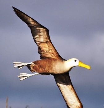 Sample Tours Birding Trip