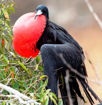 Sample Tours Birding Trip