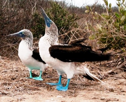 Sample Tours Birding Trip