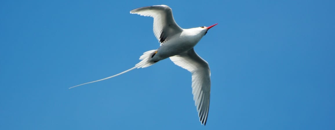Birding trip 19 days 1 Sample Tours Birding Trip