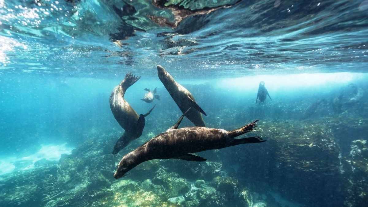 Sea lions underwater in the Galapagos