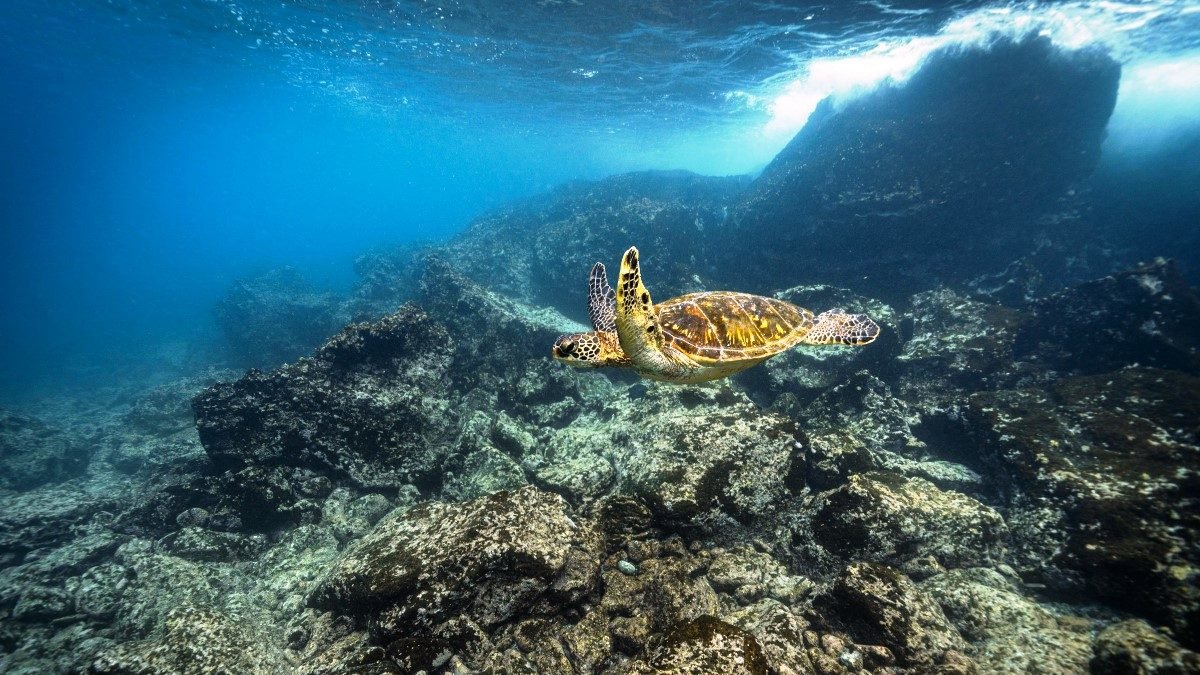 Vangerven family · sea turtle