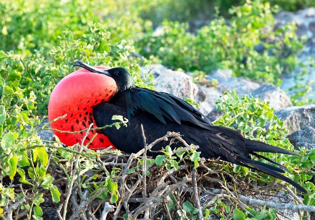 Vancoillie family · frigatebird