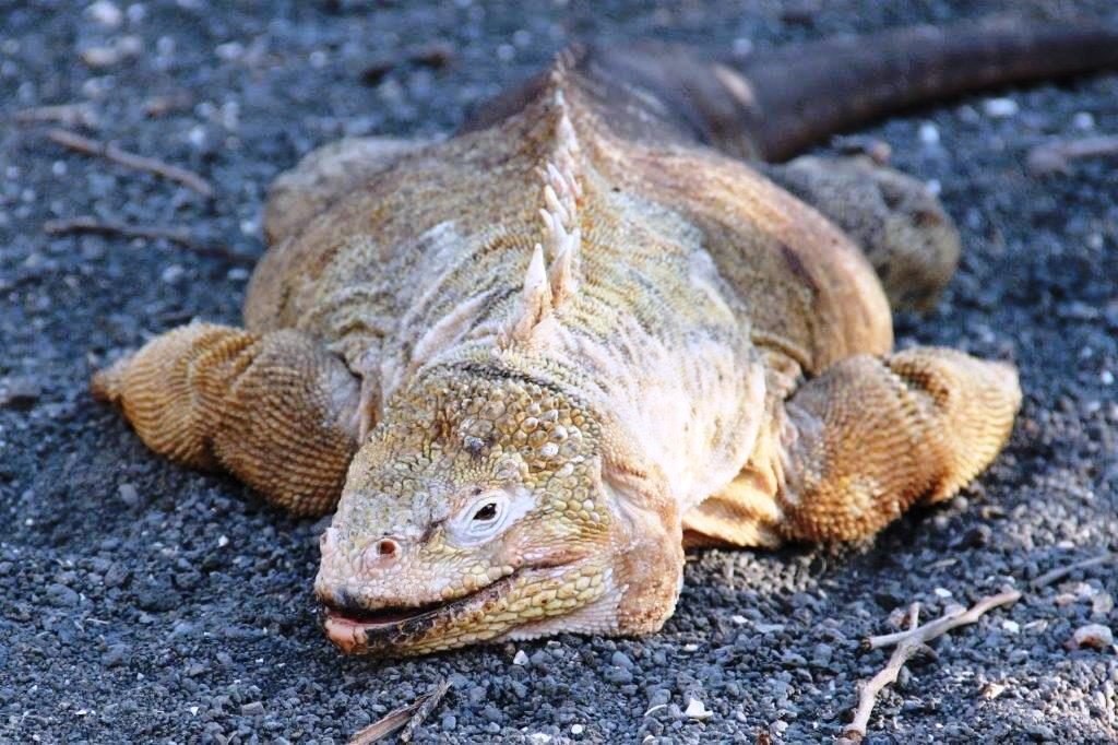 Takken family · land iguana