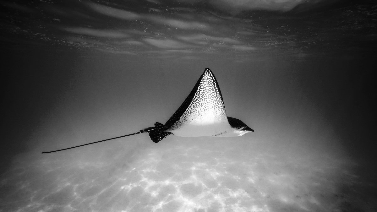Vangerven family · eagle ray