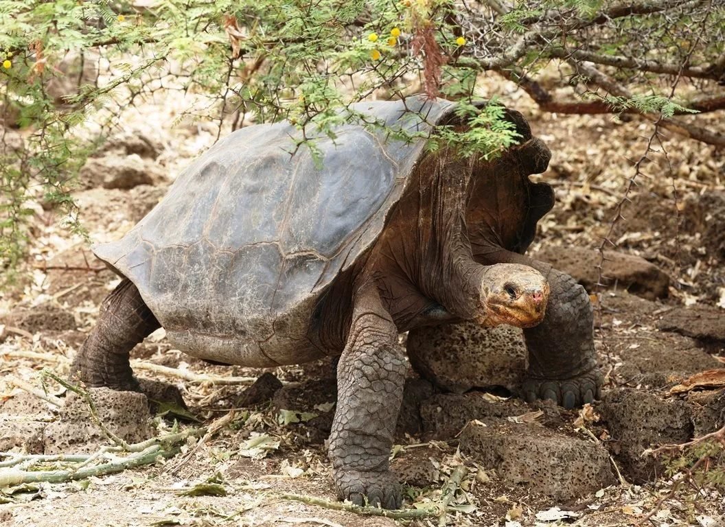 Vancoillie family · giant tortoise