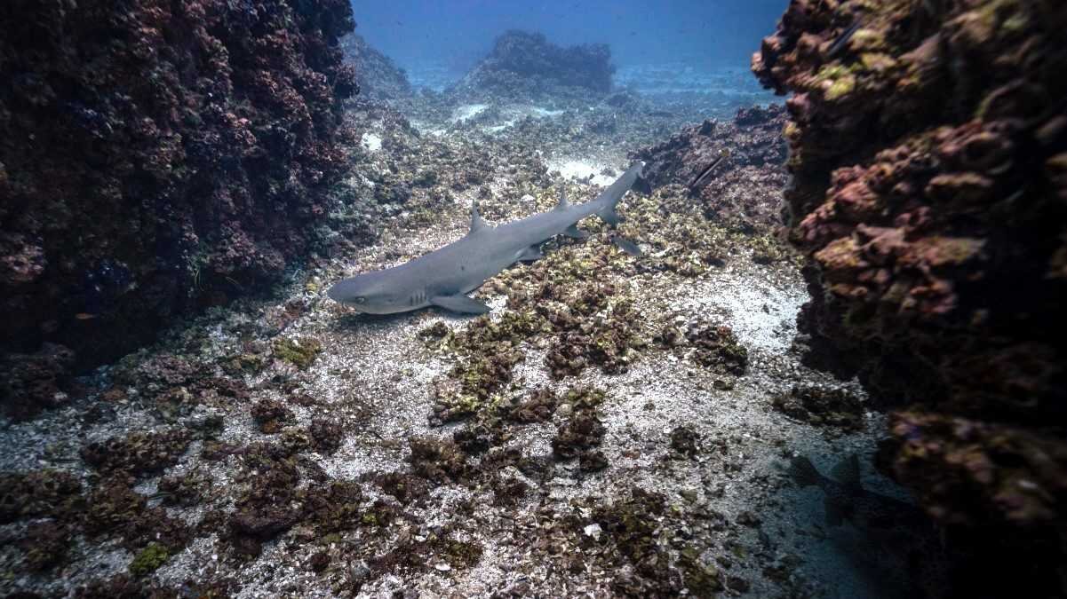 Vangerven family · whitetip reef shark
