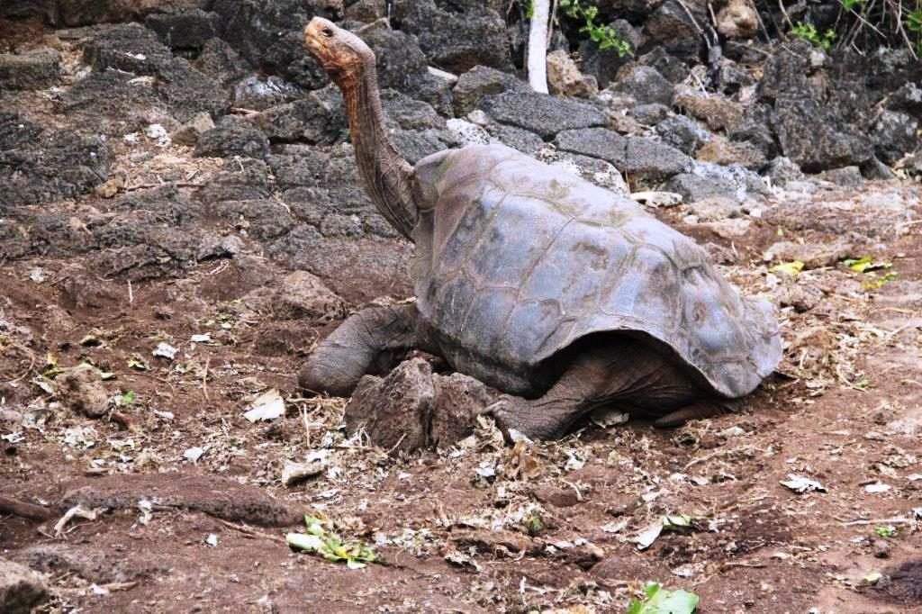 Takken family · giant tortoise